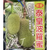 泰皇波羅蜜/嫁接苗/水果苗