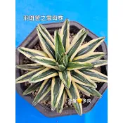 [1150816更新] 羽斑 笹之雪 龍舌蘭  (多 🌵溫馨の多肉🌞 觀賞 笹之雪 世之雪