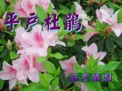 ☆ 麻吉苗園 ☆ [ 杜鵑花 ] 平戶杜鵑樹苗3.5吋盆 園藝庭園造景超優樹種15-20cm