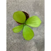 🌸植plant&flower~幸運鐵樹  闊葉鐵樹  墨西哥鐵樹