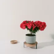 玫瑰杜鵑 | 開花期長 | 適合半日照陽台 | 比利時杜鵑 | 西洋杜鵑 | 陽光植物  | 植物滿意保證