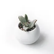 白灰漸層系列 | 月兔耳 圓潤造型雙色水泥多肉植栽 肥圓