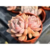 【多肉好好買】 超級春 多肉植物 現貨