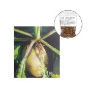 (店+)【蔬菜之家】C02.春雪白蘿蔔種子8克(約700顆)
