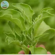 日本水晶冰菜種子（Ice Plant） 高級沙拉菜 生食爽脆 陽台盆栽 新手友善 耐熱易種 四季可種 新手友善