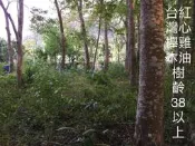 台灣櫸【紅雞油】原木木柱//藝品盆景奇石陶藝擺設底座/置物架/雕刻裝飾用材