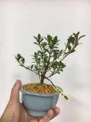【優勢】日本皋月杜鵑~品種名(富士櫻)~文堂盆