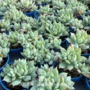 沅鈺農場   多肉植物   一吋盆/蔓蓮