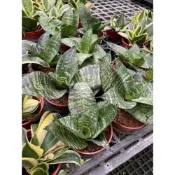 (店+)花森好市-常綠植物 *青紋短葉虎尾蘭*3吋盆/高5-15公分/MA