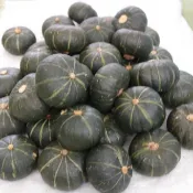 《貝貝》 栗子南瓜 12顆