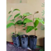 苦茶苗(改良種,產量高、香氣足)小苗約10~20公分高
