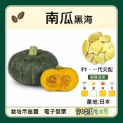 【台灣出貨 電子發票】黑海南瓜 種子｜F1一代交配｜黑皮栗子南瓜｜高雌易著果｜南瓜種子｜蔬菜種子｜空中花園藝世界