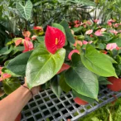 森植人星｜紅色火鶴花  5吋盆