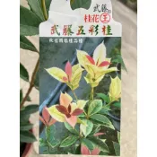 珍珠五彩桂 勿直下標 武藤 五彩桂花 珍珠桂 變色桂 四季 丹桂 香水桂 日本 桂花苗 樹苗 盆栽 桂花王 路邊攤俱樂部