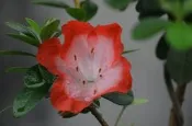 【優勢】日本皋月杜鵑苗木~品種名 “酒中花“