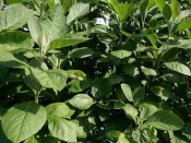 菜根園-南非葉枝條一枝20元