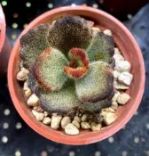 3寸盆 泰迪熊兔耳 兔耳家族 多肉植物 觀賞植物 盆栽
