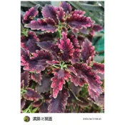 滿築觀葉彩葉草（17）