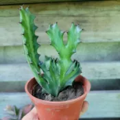 春峰／多肉植物／仙人掌（每盆形狀不同）