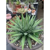 🌵植福園/龍舌蘭/細紋笹之雪/側芽