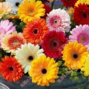 2026 現貨 新種 非洲菊種子（250粒）非洲菊花籽 室內外庭院 扶郎花種籽 盆栽易活好養 種籽 存活率高 花卉種子