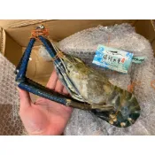 【禧福水產】獨家野生超大泰國公蝦/稀有長手臂蝦/羅氏沼蝦/羅氏蝦◇$特價549元起/隻◇燒烤泰國蝦餐廳團購日本料理居酒屋