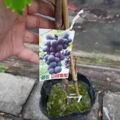百果種苗園※巨峰葡萄※葡萄苗目前少量