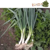 【花園夢想家】農友 台灣 北蔥種子(Bunching Onion) 約200粒 小蔥、細香蔥、香蔥種子  辛香料