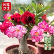 森禾|現貨👍✔【沙漠玫瑰種子】盆栽植物 重瓣沙漠玫瑰種子 風水轉運 門前花卉四季開花庭院室內外陽台好養花卉綠植名貴品種