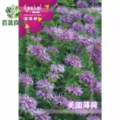 【原裝】美國薄荷種子 約1000粒 香草植物 可泡茶 誘蜜蜂蝴蝶 耐熱好種 陽台盆栽 花園必備 台灣氣候適宜