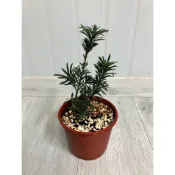 綠園- 雀舌羅漢松-3.5寸盆