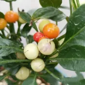 🌶️（義大利花束 辣椒種子）新種上市 （微辣）高度約為40CM 果實成串 高產可觀賞可食用辣椒種子 庭院陽台盆栽種植