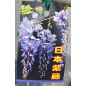 ★綠霖園藝★日本紫藤 新興果樹/觀賞植物/水果樹苗/果苗/嫁接/植物/盆栽
