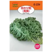 愛上種子 羽衣甘藍種子(青舞)【芽菜種子】天星牌 每包約1000粒 蔬菜種子 家庭園藝 彩色原包裝
