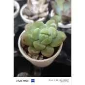 一吋盆（多肉谷）春萌/砍頭裸根/連盆土一起出貨