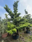 【盛宏園藝】庭園羅漢松︱成型羅漢松G803-3︱頭徑15公分︱高度350公分以上 (請自取)