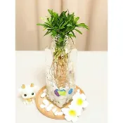 《Kamata🌈》☘️水耕 羅漢松☘️常綠喬木、多年生觀葉植物~另售「裸株」