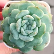 ≡植綠人生≡🌴綠冰魄🌴韓國多肉│景天科│多肉植物│韓肉│多肉│療癒│植栽│盆栽│送禮│辦公室│陽台│
