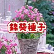 錦葵種子 香葵種子 鬥篷草種子 淑女花種子 可食用香藥草 陽台盆栽 四季易種 台灣適種 花茶食材 自種觀賞花卉 廚房花園