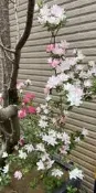 皋月杜鵑 （常夏）