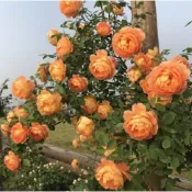 高雄現發 46款 玫瑰月季種子（多入裝）月季花種子 月季 種籽 豐花微型 月季 玫瑰庭院陽臺花卉 薔薇 爬藤玫瑰 易種