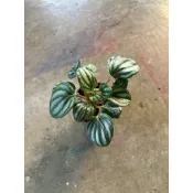 田尾詠泉農園/3寸盆/桌上小品/銀霜椒草/圓葉金錢樹