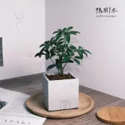 (店+)原植｜植物｜小葉鴨腳木·鵝掌藤·七葉藤·七葉蓮·手樹·耐陰植物·室內植物·盆栽·辦公室植物·水泥盆栽·3吋