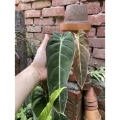 絨葉蔓綠絨 Philodendron andreanum
