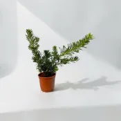 植物空間 雀舌羅漢松3吋 陽光植物 觀葉植物 室外植物 陽台綠植