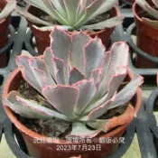 沅鈺農場   多肉植物   晚霞之舞