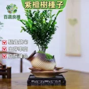 紫檀樹種子 印度紫檀 青龍木 玫瑰木 紅木 花梨木 台灣常見行道樹 珍貴樹種 庭院樹 景觀樹 盆栽 實生苗 自家種植