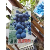 (店+)花森好市-水果苗**(選拔)巨峰葡萄**4.5吋盆/高40-70cm 果香濃郁 果肉厚實*無法超取*
