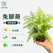 綠意小巷【兔腳蕨】附生植物。蕨類植物。造型特殊。兔子腳。三寸盆