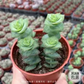 3吋盆【星乙女（非常容易斷頭，完美主義請勿購買）】多肉植物|多肉［Xuan肉園］